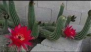 Night Blooming of Red Torch Cactus flowers (Echinopsis Huascha)