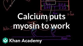 Calcium puts myosin to work | Circulatory system physiology | NCLEX-RN | Khan Academy