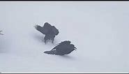 Goofy Ravens Playing in the Snow