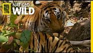 When a Tiger Hunts | Secret Life of Tigers