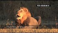 Lion Roaring HD (wild, deep and LOUD)