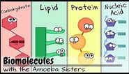 Biomolecules (Older Video 2016)