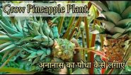 How to Grow Ornamental Pineapple plants | Pineapple Plants Indoors