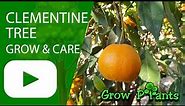 Clementine tree - grow, care & harvest (Eat a lot of Clementines)