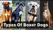 7 Different types of boxer dogs - Which is Perfect for You? (2023)