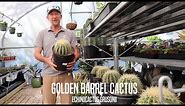 Golden Barrel Cactus Facts!