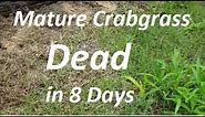 How to Kill Mature Crabgrass in 8 Days - Post Emergent Herbicide