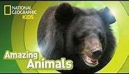 Sloth Bear 🐻 | Amazing Animals