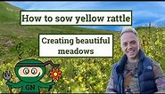 How to sow yellow rattle in a meadow: to reduce grass & increase flowers