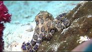 BLUE-RINGED OCTOPUS: Small, but deadly | Oceana