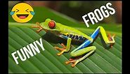 Funny Frogs! Amazing Funny Animals Videos that will make you laugh, guaranteed.