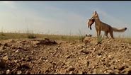 Coyote Predators | Natural World | BBC Earth