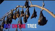 Bat on the Tree - Beauty in Nature