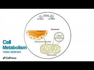 PKM2 activation boosts mitochondria in CD8 T cells / Cell Metab., Apr. 7, 2025 (Vol. 37, Issue 6)