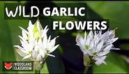 Wild Garlic Flowers