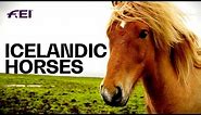The Uniqueness of Icelandic Horses | Equestrian World