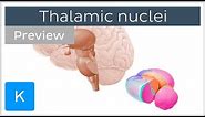 Thalamic nuclei: anatomy and functions (preview) - Human Neuroanatomy | Kenhub
