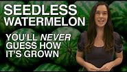 SEEDLESS Watermelon — You'll Never Guess How It's Grown