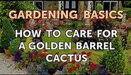 How to Care for a Golden Barrel Cactus