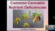 Common Cannabis Nutrient Deficiencies