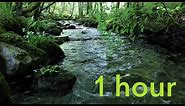 Nature Sounds of a Forest River for Relaxing-Natural meditation music of a Waterfall & Bird Sounds