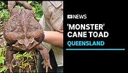 Monster 2.7kg cane toad found in north Queensland | ABC News
