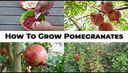 5 Year Pomegranates - How To Grow Wonderful Pomegranates & Pomegranate Tree Care