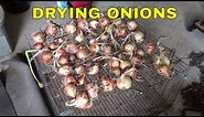 DRYING ONIONS FOR STORAGE