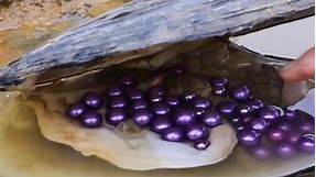 🎁🎁 Giant black clams, pearl hunters harvest purple pearl treasures.