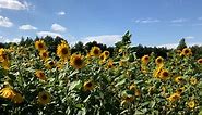 Sunflowers Flowers Blossom Free Stock Video