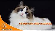 Mèo Ragdoll - Giống Mèo Xinh Đẹp Mà Nhiều Người Chưa Biết | Petto TV