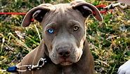 Pitbull With Blue Eyes: Facts, Health & Genetics