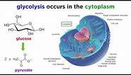 Cellular Respiration Part 1: Glycolysis