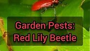 Garden Pests: Red Lily Beetle!