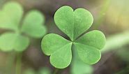 What Is the Difference Between an Irish Shamrock and Four-Leaf Clover?