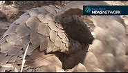 This adorable pangolin is really digging the dirt