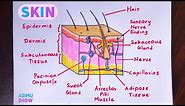 How To Draw Skin Layers | Integumentary System | step by step drawing