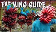 Red Banana Farming | How to grow Red Banana Plants at Home | Red Banana Cultivation