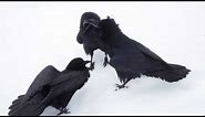 Raven Singing Trio