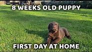 8 Weeks Old Chocolate Brown Labrador Retriever Puppy First Day At Home