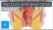 Rectum and anal canal: anatomy and function (preview) - Human Anatomy | Kenhub