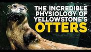 The Incredible Physiology of Yellowstone's Otters | Corporis