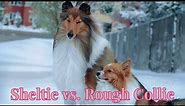 Sheltie vs. Rough Collie