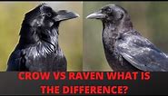 What is the Difference Between a Raven and a Crow?