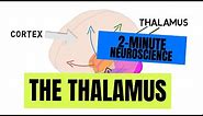2-Minute Neuroscience: The Thalamus