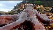 Octopus Walking On Land