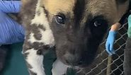 African Painted Dog puppies | Perth Zoo