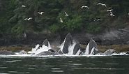 Ocean's Marvel: Blue Whales Feeding with Open Mouths as Seabirds Soar Above.