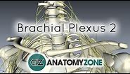 Brachial Plexus - Structure and Location - 3D Anatomy Tutorial