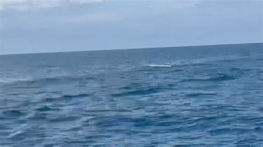 2.3K views · 32 reactions | Coiba Island, Panama - Ambush went 2-3 on Blue Marlin and 2-3 on Sailfish. | Billfish Report LIVE | Facebook
